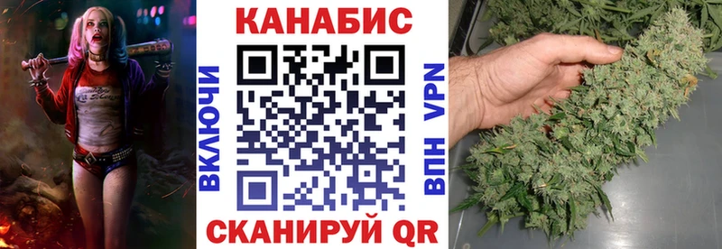 наркотики  Гурьевск  Конопля сатива 